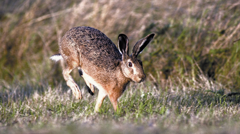 Chasse - Comptage de printemps